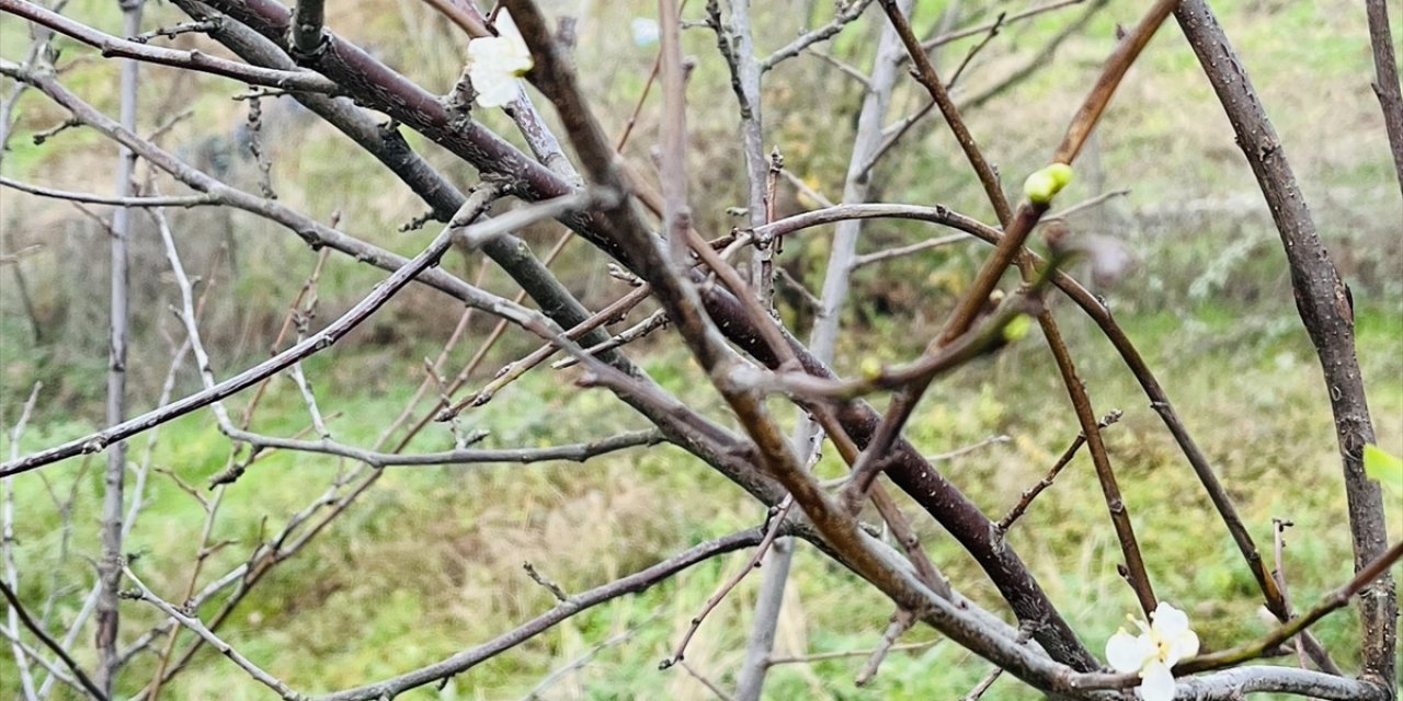 Çanakkale'de şeftali ve erik ağacı çiçek açtı