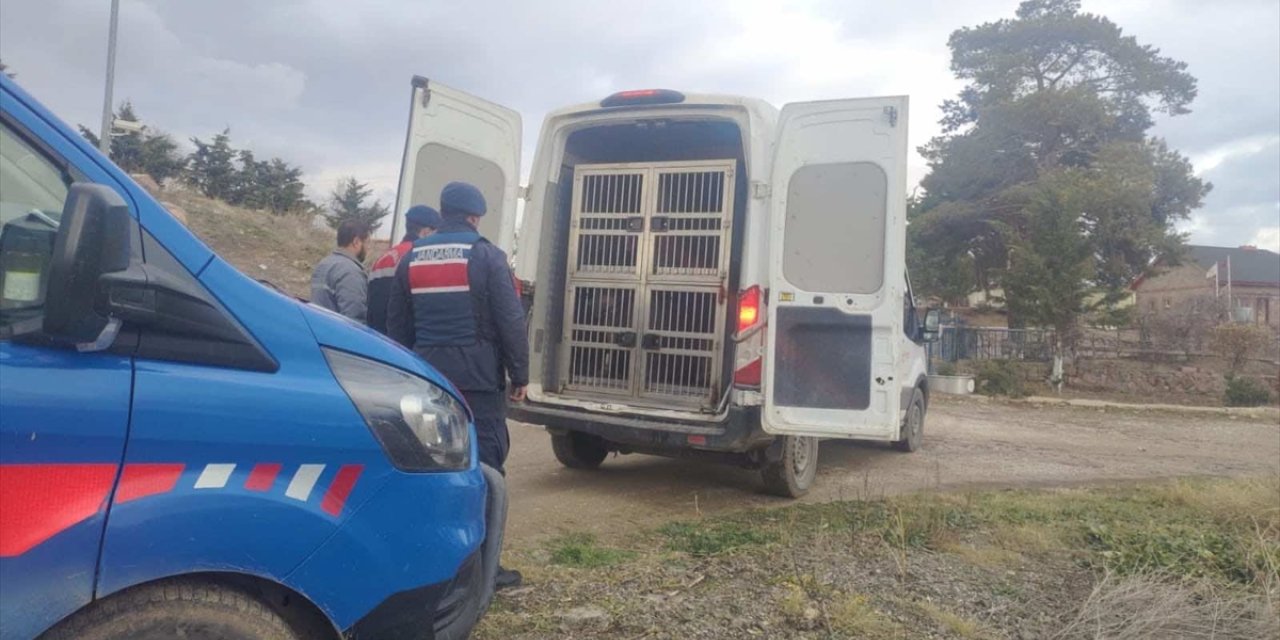 Kırıkkale'de köpek dövüştüren 2 kişiye 12 bin 850 lira ceza verildi