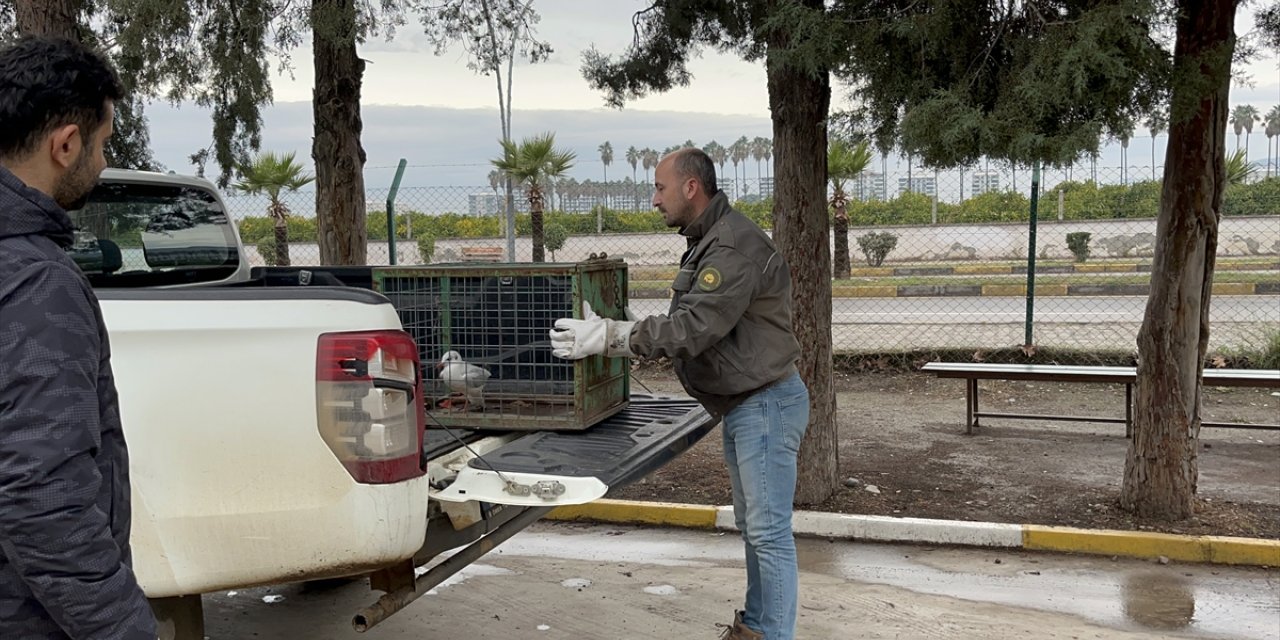 Hatay'da yaralı halde bulunan martı tedaviye alındı