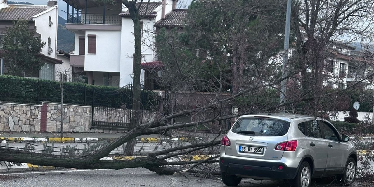 Denizli'de fırtınanın devirdiği ağaçlar 2 araca zarar verdi