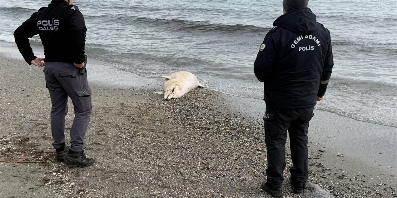 Tekirdağ'da ölü yunus karaya vurdu