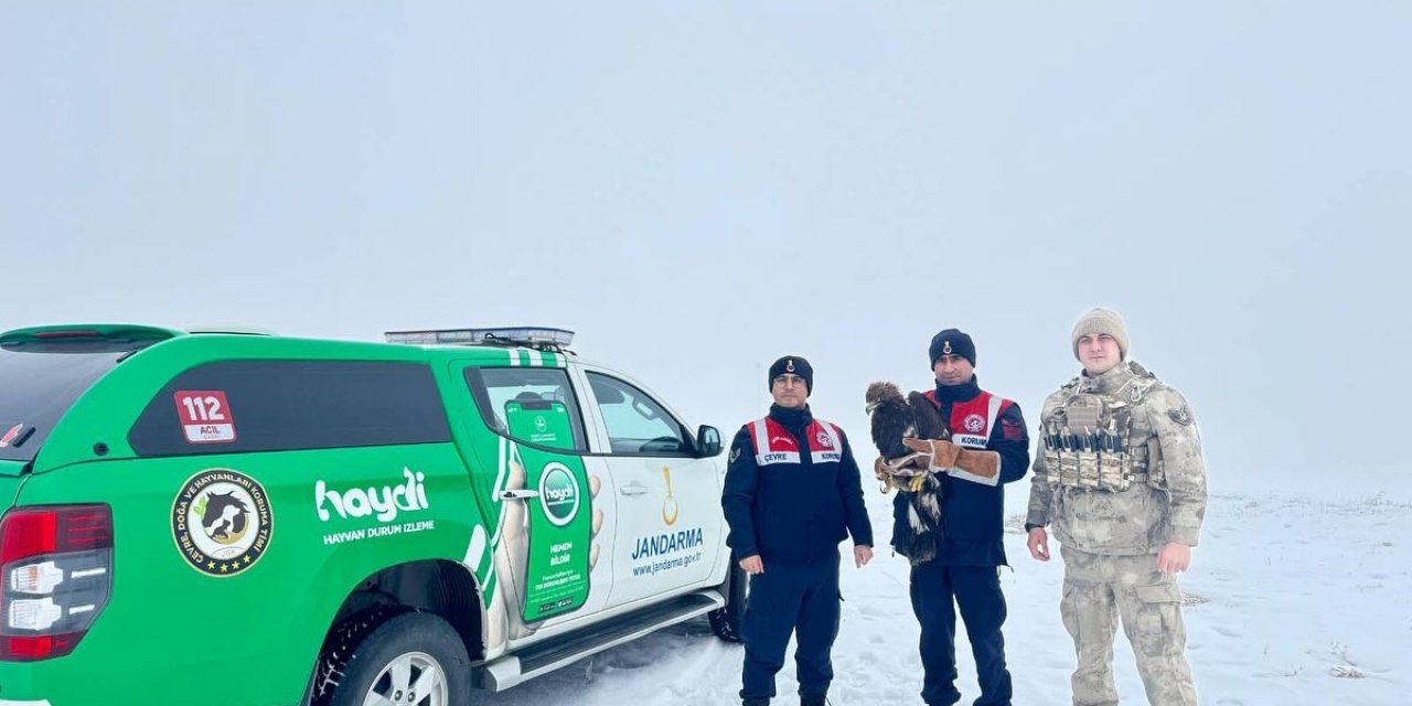 Erzurum'da jandarmanın bitkin halde bulduğu kartal koruma altına alındı