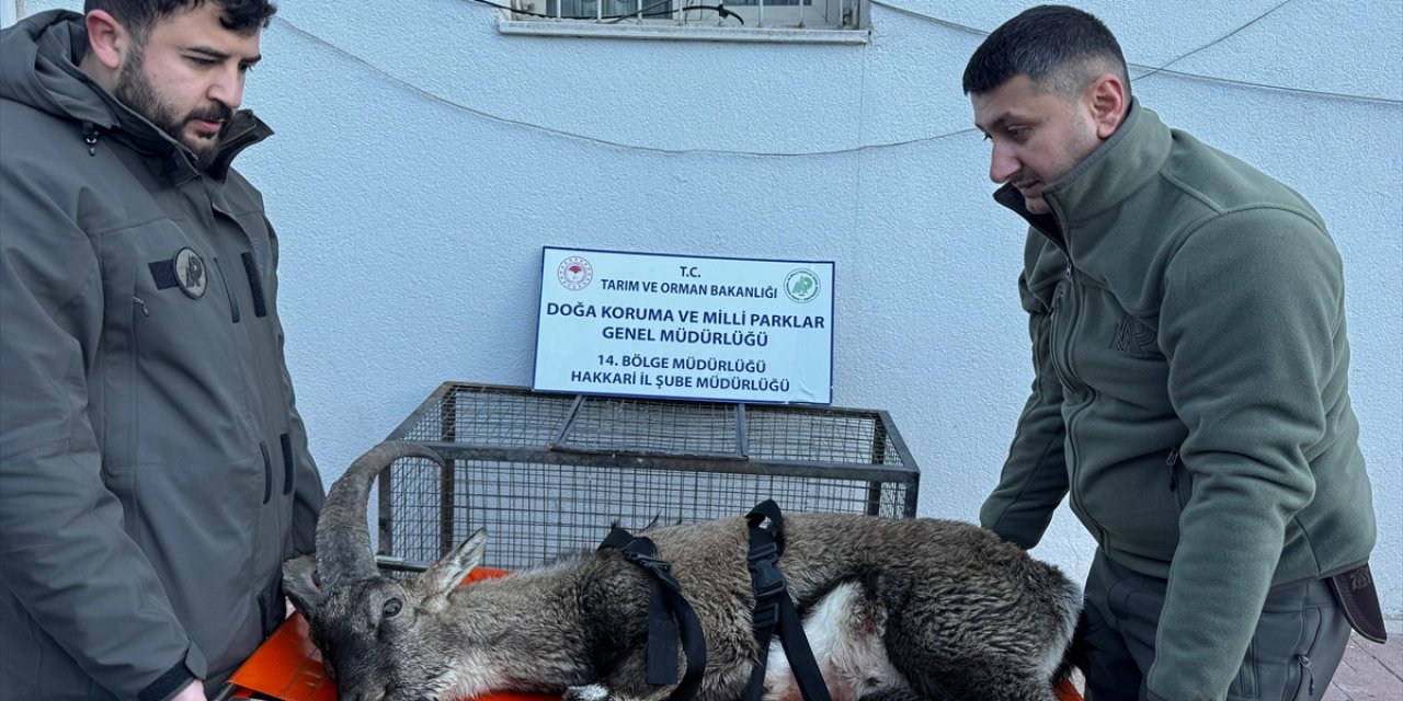 Hakkari'de bulunan yaralı dağ keçisi tedavi altına alındı