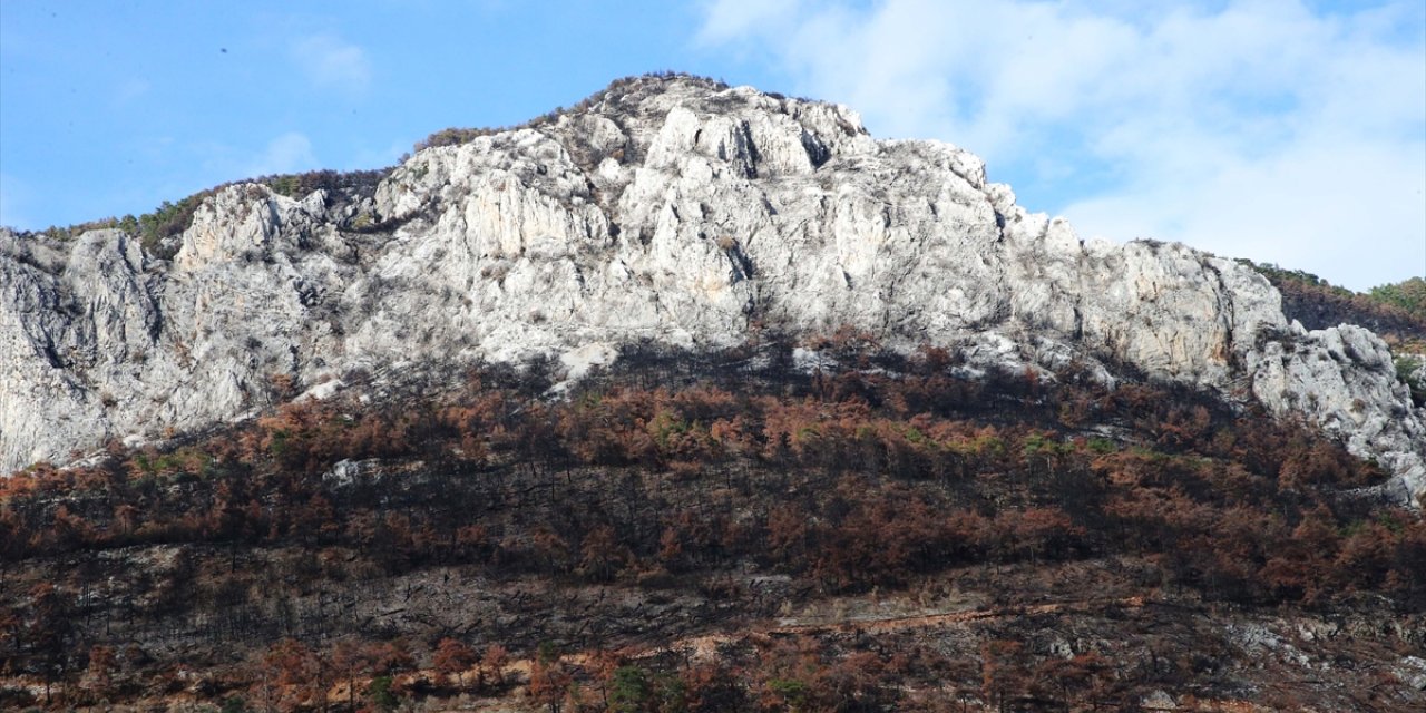 Muğla'da orman yangınından etkilenen üreticilere zeytin fidanı dağıtıldı