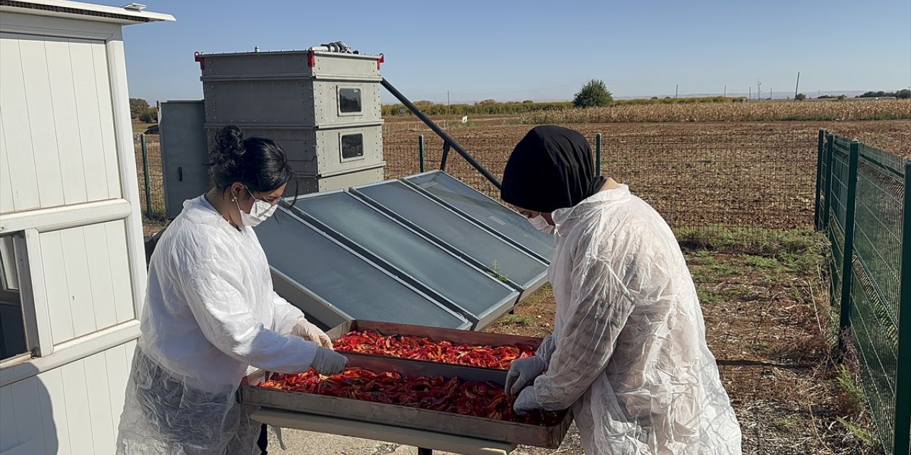 Güneş enerjisiyle çalışan cihaz biberlerin kurutulma sürecini kısalttı