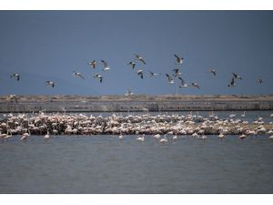 "Kreş"teki flamingolar uçuşa hazırlanıyor