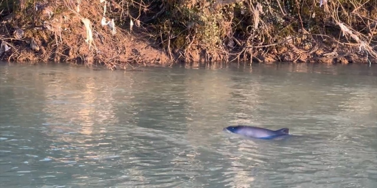 Bartın'da ırmağa giren yunusu arama çalışması sürüyor