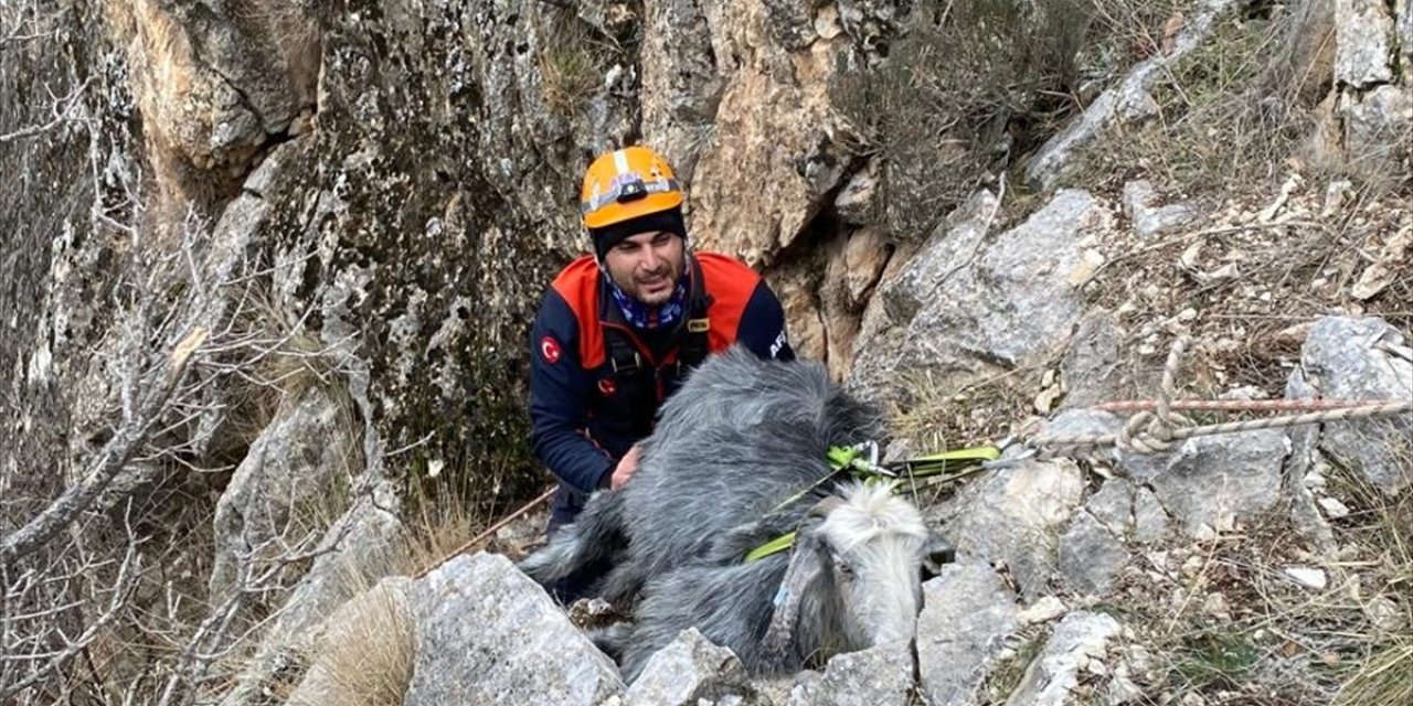 Burdur'da dağda mahsur kalan keçiyi AFAD kurtardı