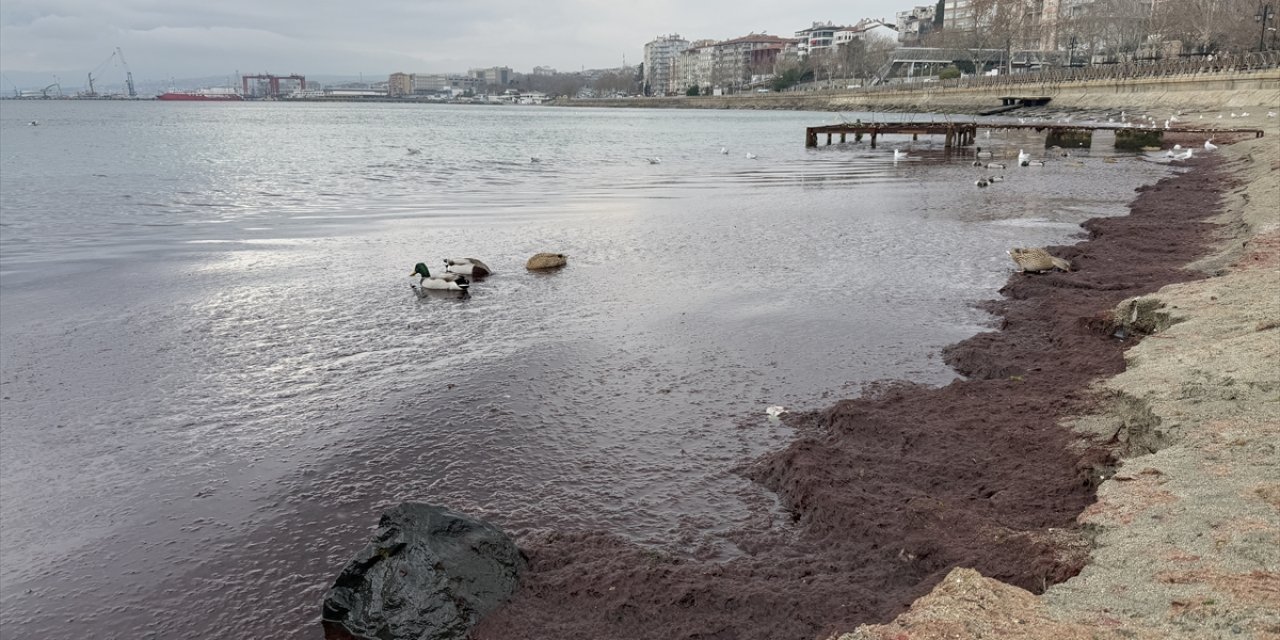 Tekirdağ'da sahilin bir kısmı kırmızı yosunla kaplandı