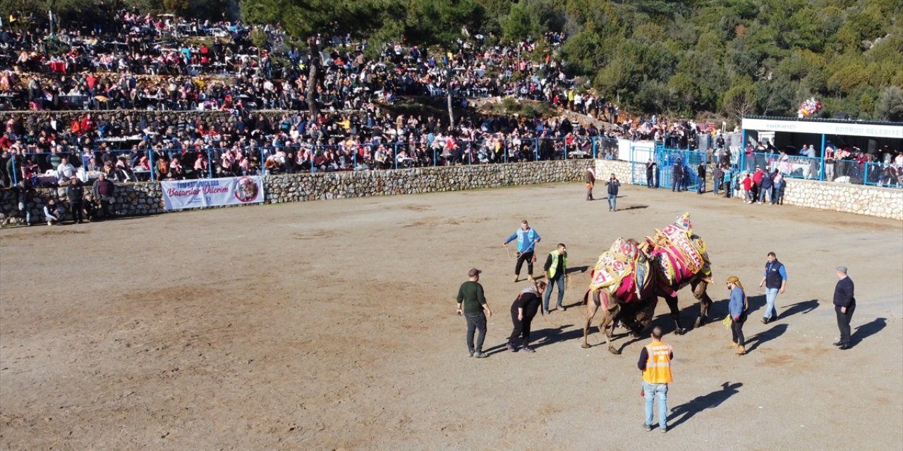 Bodrum'da "Geleneksel Deve Güreşi Festivali" yapıldı