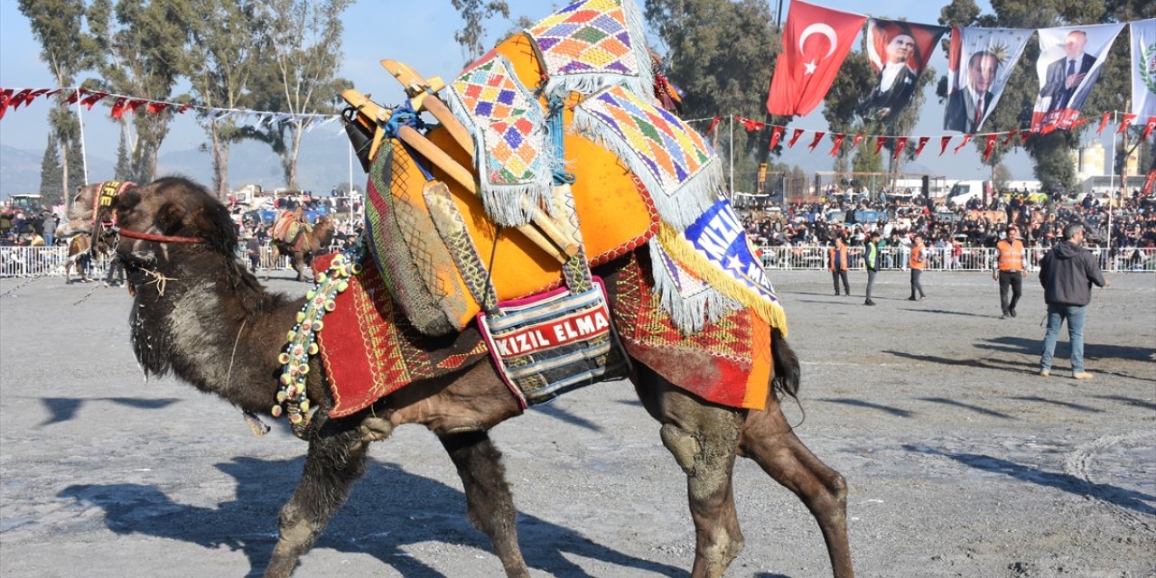 Aydın'da 180 deve güreş arenasına çıktı