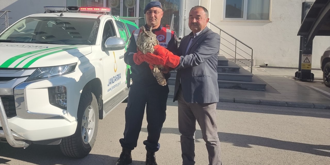 Kayseri'de jandarmanın bulduğu yaralı puhu tedaviye alındı