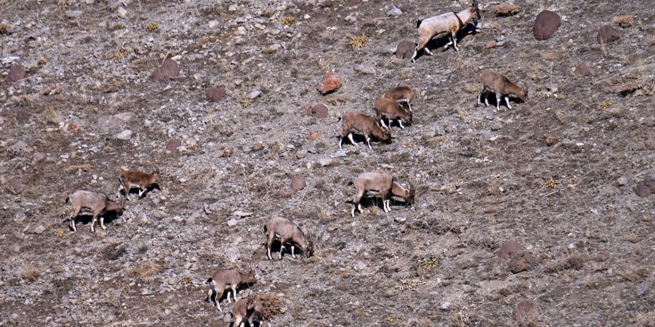 Van ve Hakkari dağlarında yaban keçisi popülasyonu artıyor