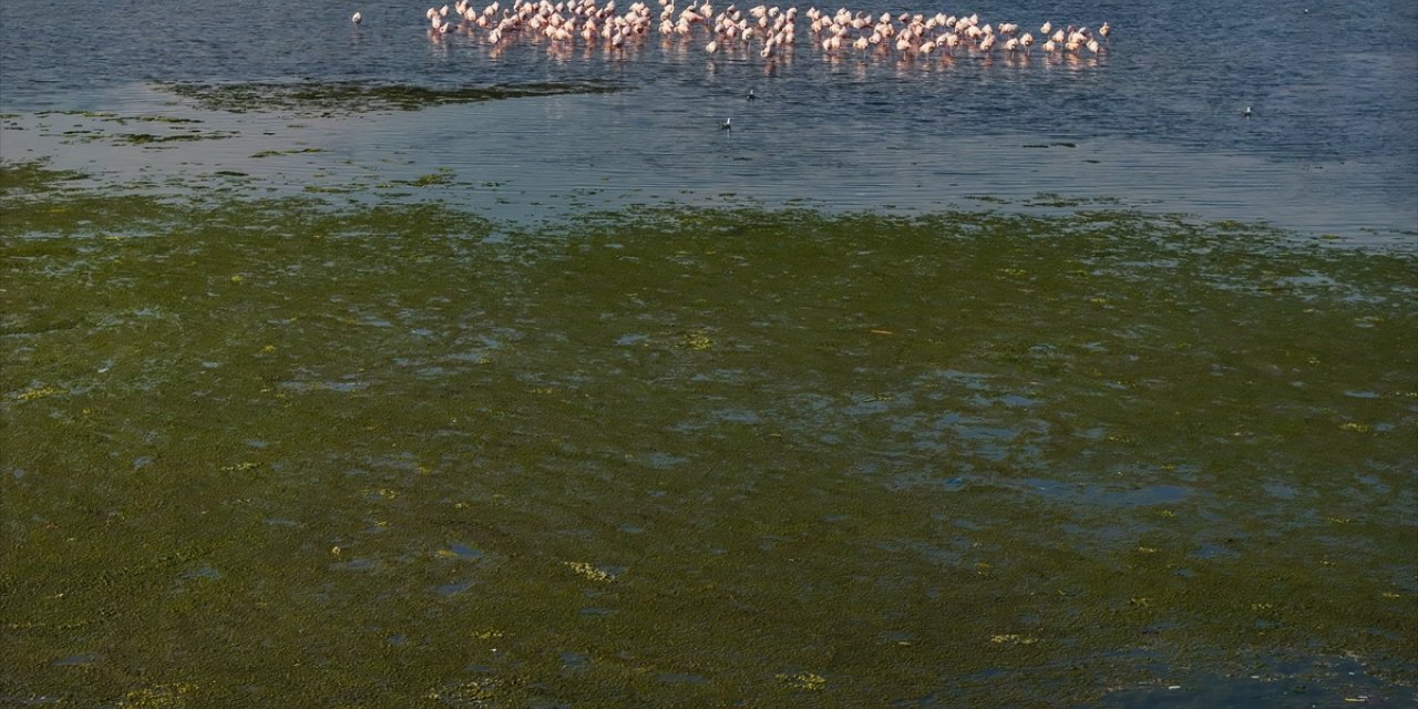 İzmir Körfezi'nde deniz yosunu tabakası oluştu