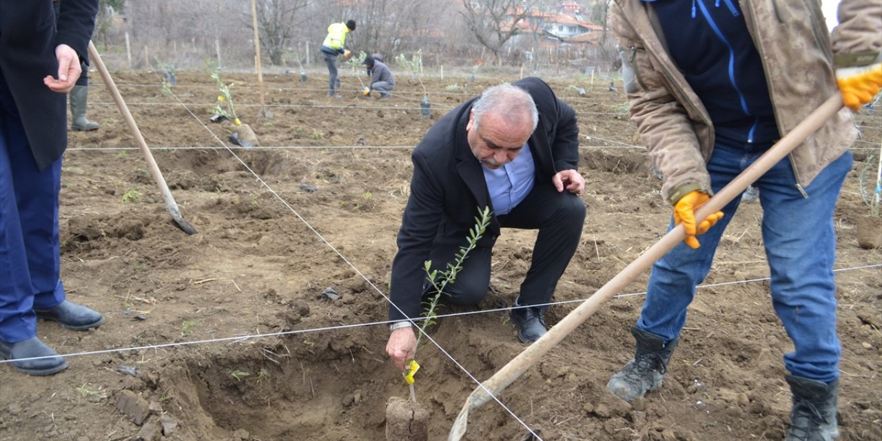 Çorum'da belediyenin 4 dekarlık atıl arazisi zeytin bahçesine dönüştürüldü