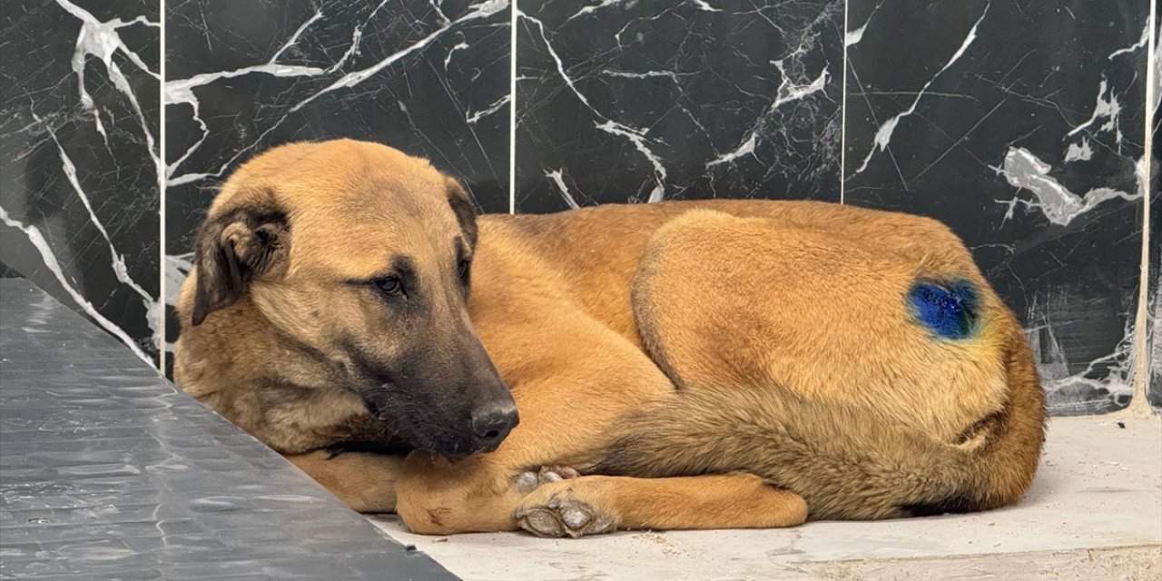 Kayseri'de yaralı bulunan köpek, yapılan müdahaleyle hayata tutundu