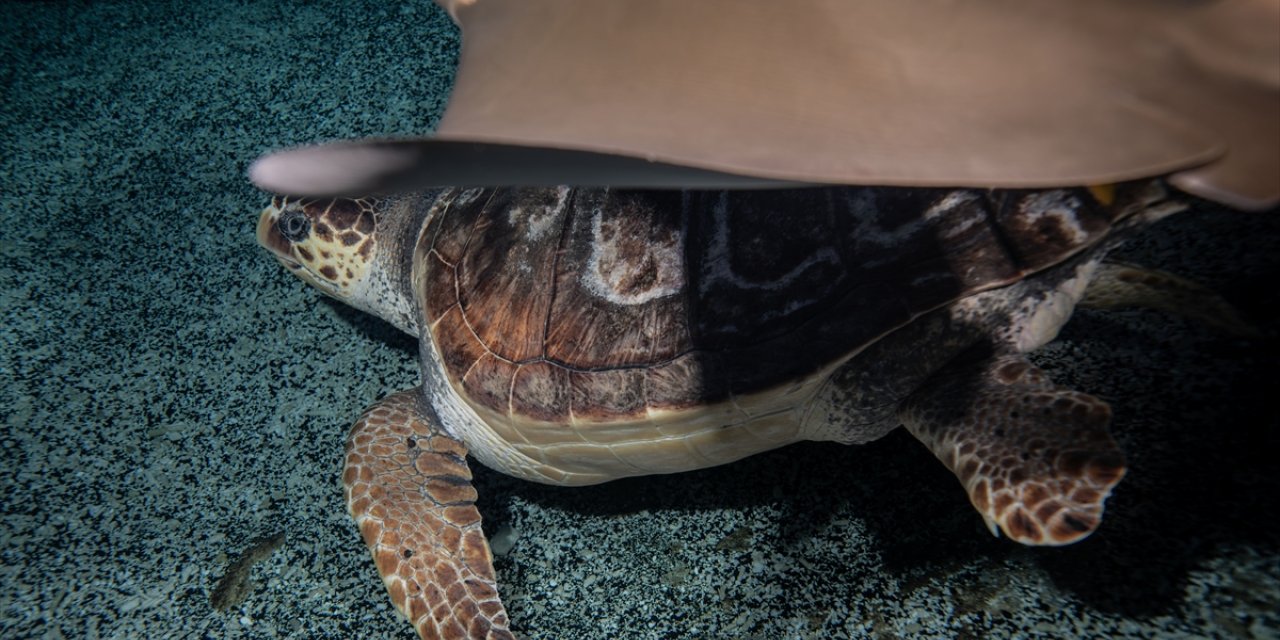 İstanbul'da 4 yıldır tedavi gören caretta caretta mavi sularla buluşacağı günü bekliyor