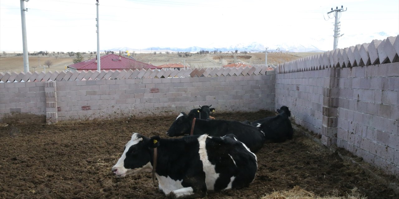 Niğde'de eski kadın hükümlü, devlet desteğiyle büyükbaş hayvan yetiştiricisi oldu