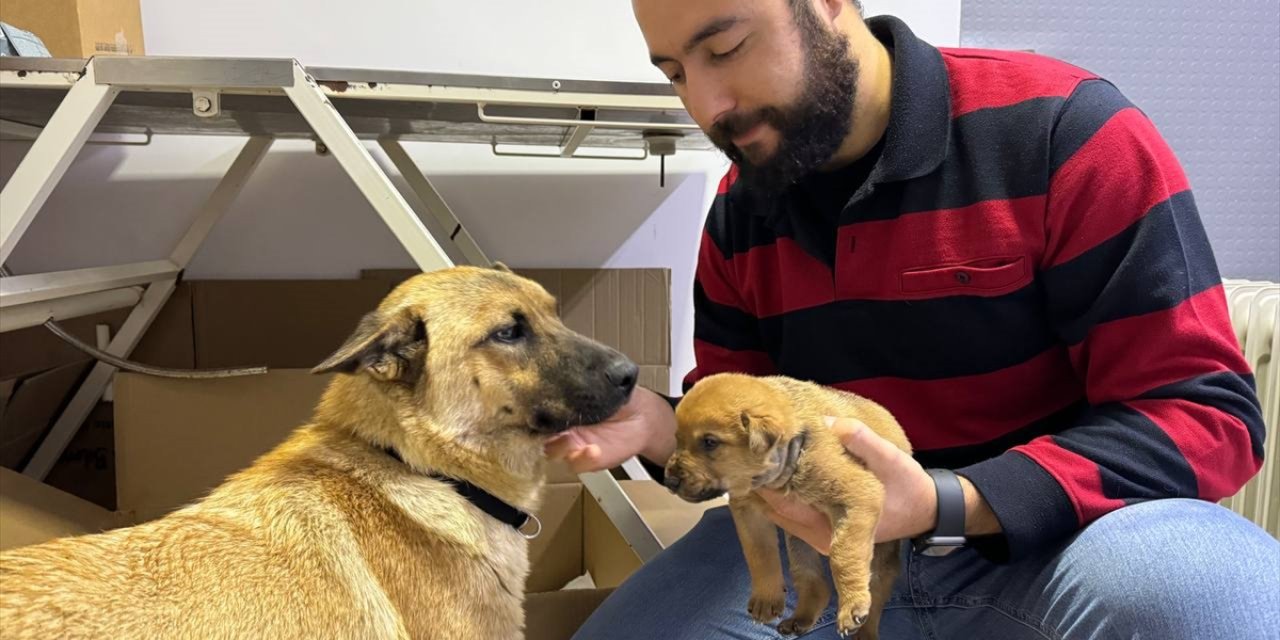 İstanbul'da sahipsiz köpek ölmek üzere olan yavrusunu veterinere getirdi