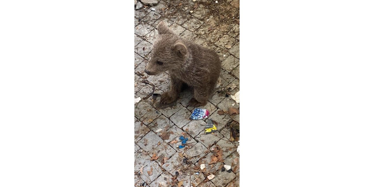 Bolu'da yaralı ve bitkin yaban hayvanlarını yardımına DKMP ekipleri yetişti