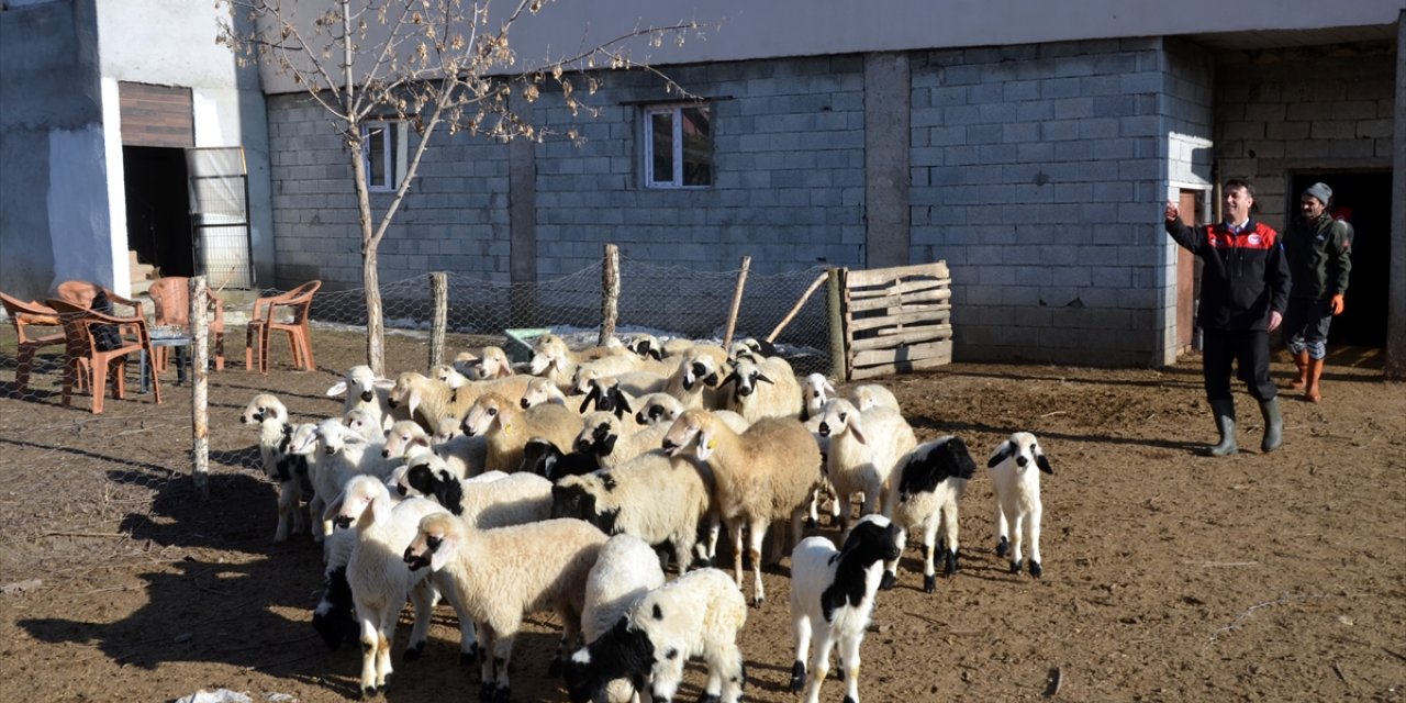 Muş'ta bu yıl hayvan varlığının artması bekleniyor