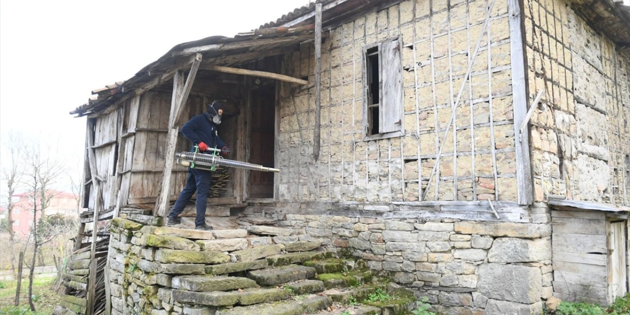 Ordu'da kahverengi kokarca ile mücadelede 250 bin kışlak ilaçlandı