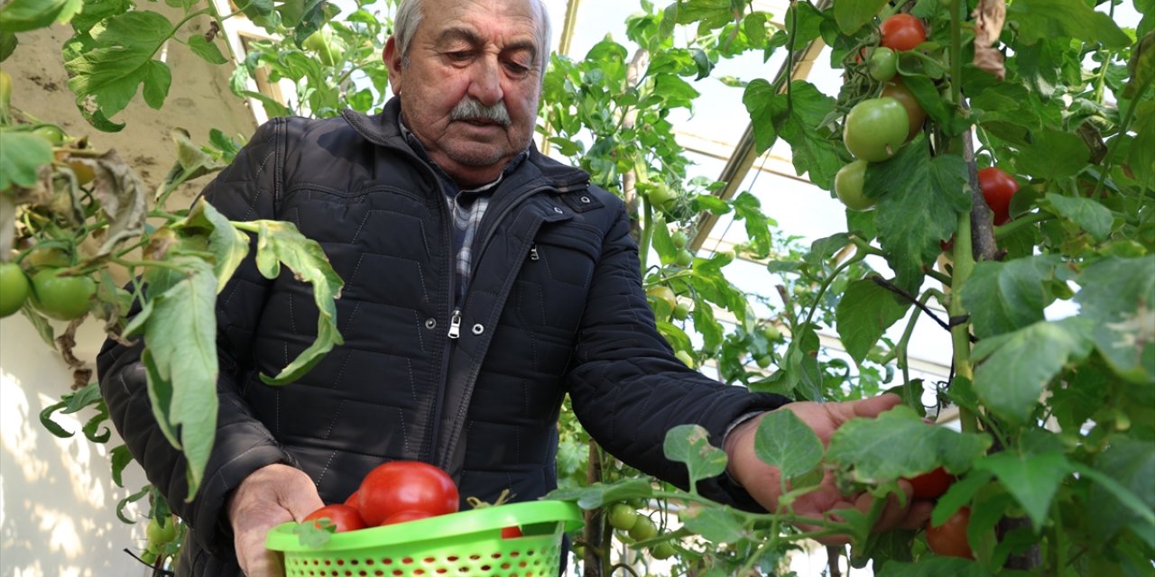 Evlerin terasında kurduğu seralarda 4 mevsim organik tarım yapıyor