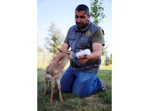 "Gazella gazella" türü dağ ceylanlarının varlığı artıyor