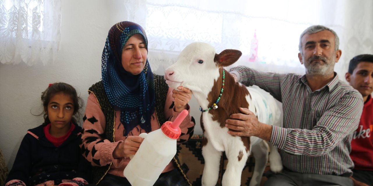 Prematüre buzağı "Umut"a evinde bebek gibi bakıyor