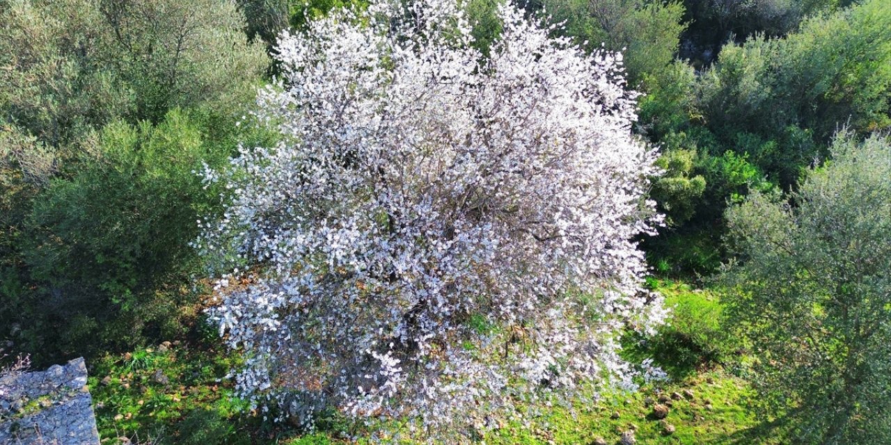 Antalya'da badem ağaçları erken çiçek açtı