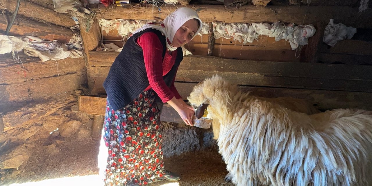 Giresun'da kadın besici devlet desteğiyle sürü sahibi oldu