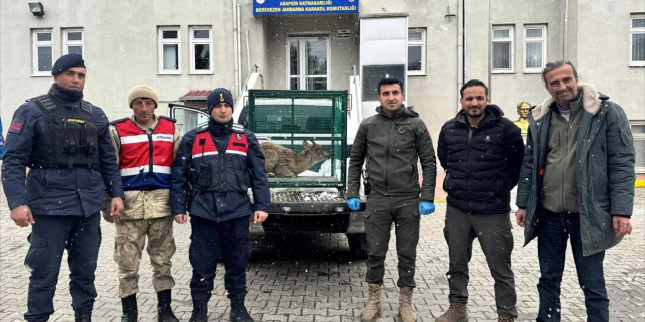 Malatya'da yaralı bulunan dağ keçisi, tedaviye alındı