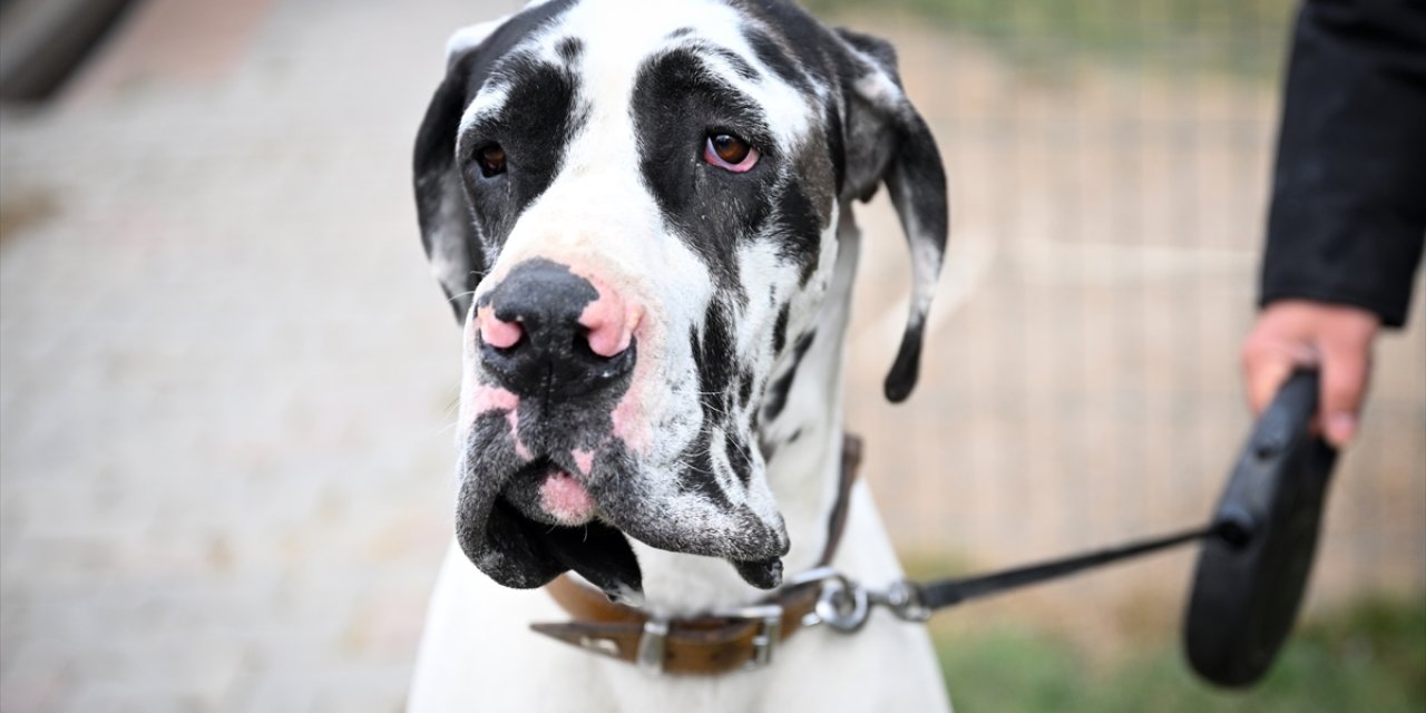 Başkentte köpekler için "Irk Standartları Kayıt Etkinliği" düzenlendi