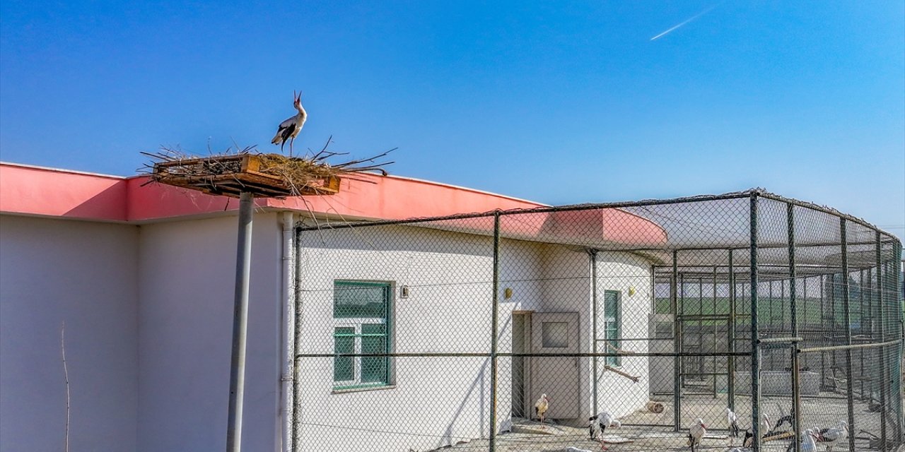 Göç yolculuğuna katılmayan leylek "Dicle"ye tedavisinin yapıldığı merkez yuva oldu