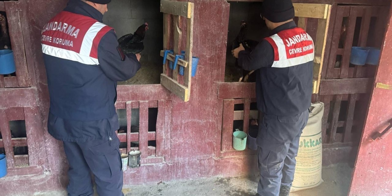 Erzurum'da horoz dövüştüren 3 kişiye 31 bin 155 lira ceza kesildi