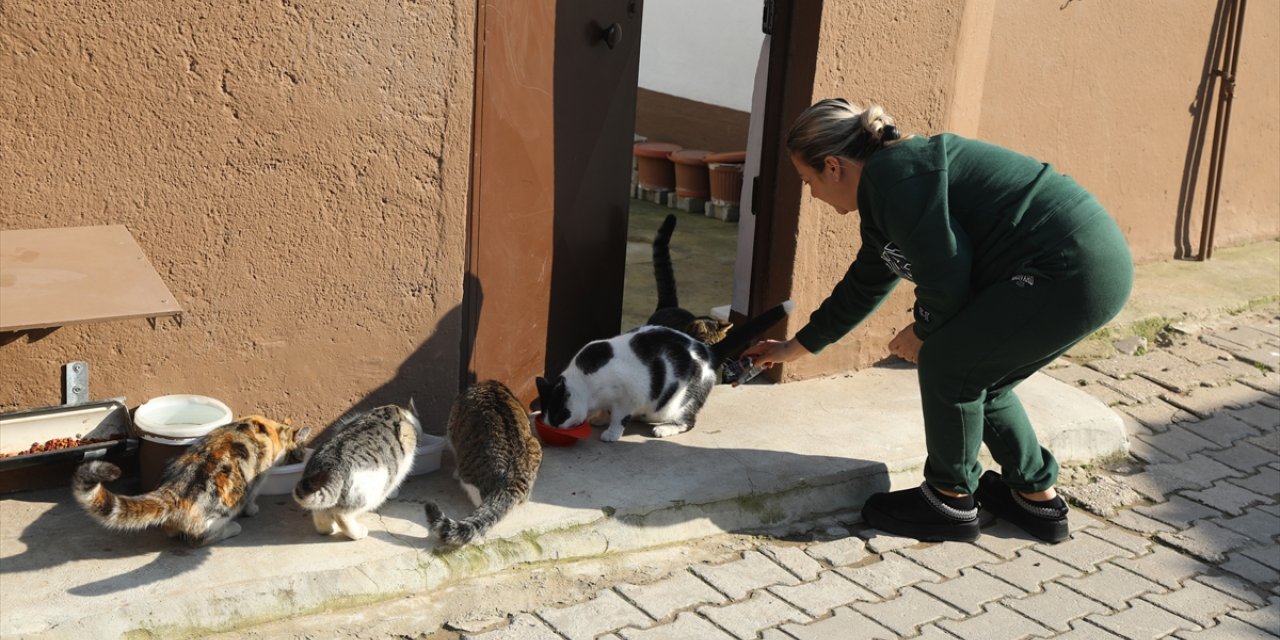 "Çocuklarım" dediği 15 kediye şefkatle bakıyor