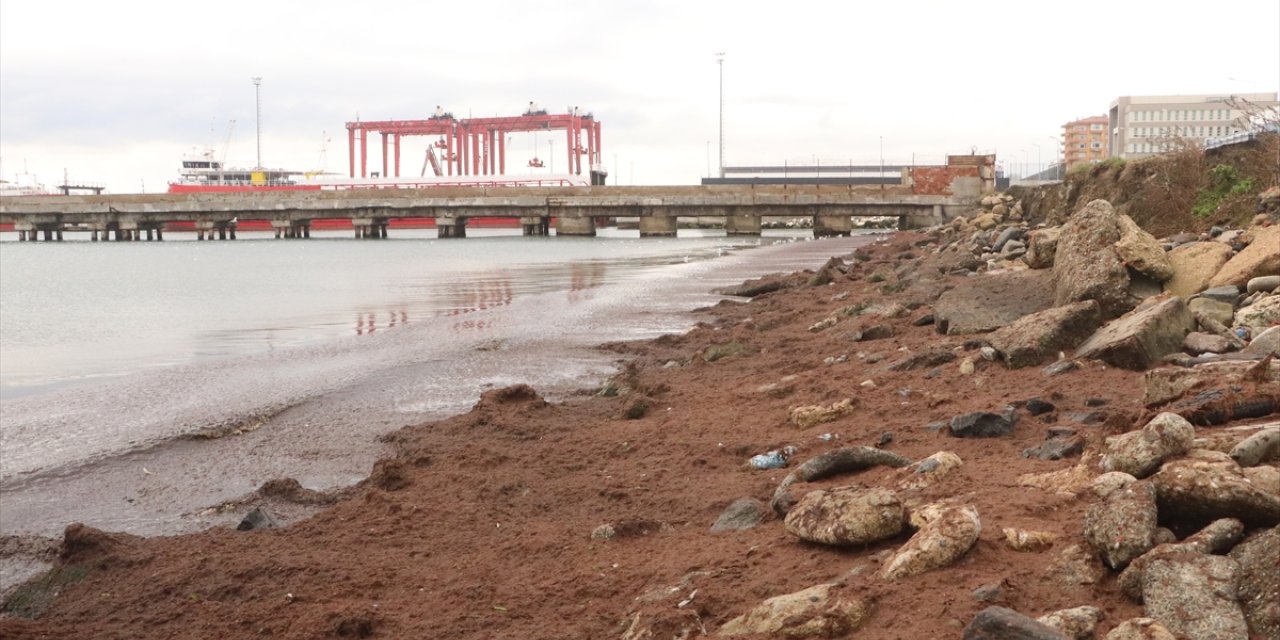 Tekirdağ'da kuvvetli rüzgar nedeniyle sahilin bir kısmına kırmızı yosun birikti