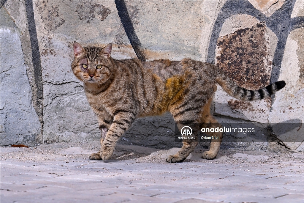 2.5 Milyon Yırtıcı Kedi Öldürülecek