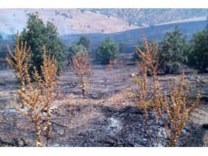 Elazığ'da arazide yangın