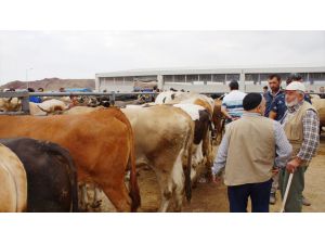Çubuk'taki hayvan pazarında "kurban" hareketliliği başladı