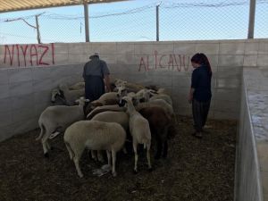 Konya'da hayvan hırsızlığı