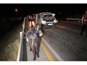 Başıboş eşek kazaya neden oldu: 8 yaralı