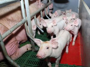 Bulgaristan'da Afrika domuz vebası salgını