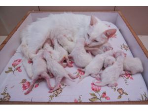 Van'ın "Nazlı" kedisi 10 yavru doğurdu