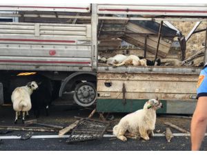 Gaziantep'te 2 tır çarpıştı: 3 yaralı