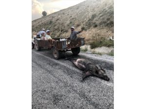 Ölü domuzu traktörle sürükleyen 4 kişi gözaltına alındı