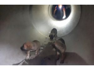 Adana'da rögardan düşen köpek yavruları kurtarıldı