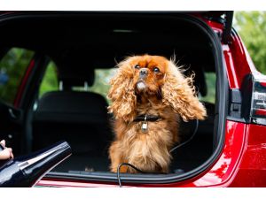 Ford, Dünya Köpek Günü'nü "bakım salonuyla" kutluyor