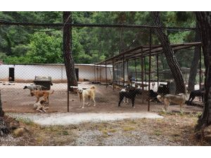 Muğla'da hayvan barınağından köpek hırsızlığı
