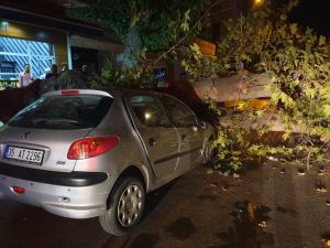 İzmir'de ağaç devrildi: 1 yaralı